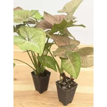 Popular Syngonium Plant